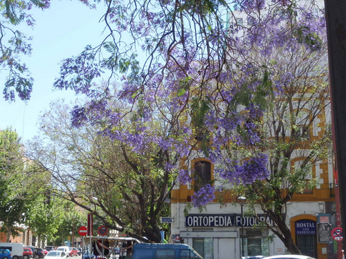 Jacaranda Trees are in bloom.